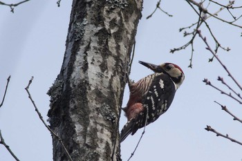 White-backed Woodpecker 滋賀県 Wed, 3/30/2016