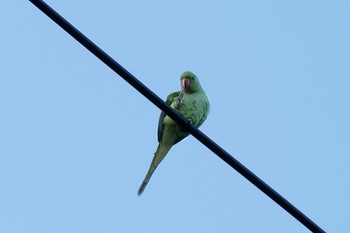 Indian Rose-necked Parakeet 近所 Tue, 6/16/2020