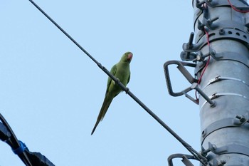 Indian Rose-necked Parakeet 近所 Tue, 6/16/2020