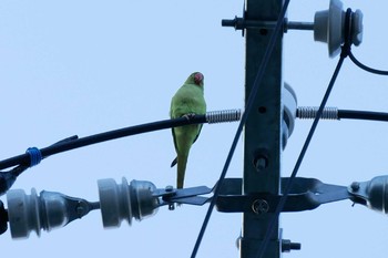 Indian Rose-necked Parakeet 近所 Tue, 6/16/2020