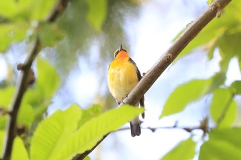 キビタキ 北海道 函館市 見晴公園 2020年6月16日(火)