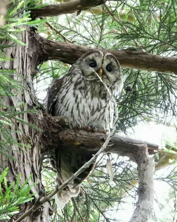 Ural Owl Unknown Spots Tue, 6/16/2020