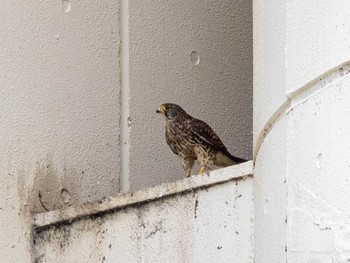 Common Kestrel 神奈川県横浜市 Tue, 6/16/2020