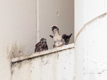 Common Kestrel 神奈川県横浜市 Tue, 6/16/2020