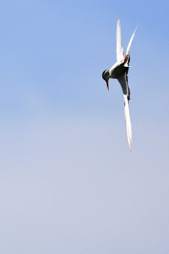 Little Tern 城北公園 Sun, 6/7/2020