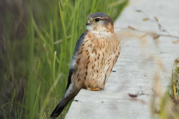 Merlin 愛媛県 Sun, 11/29/2015