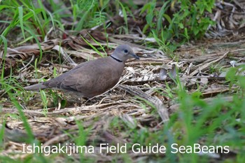 Red Collared Dove Ishigaki Island Tue, 6/16/2020