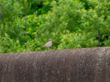 Long-billed Plover 神奈川県横浜市 Tue, 6/16/2020