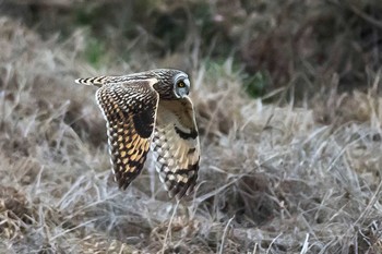 Short-eared Owl 大阪府 Sun, 3/6/2016