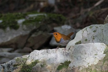 Japanese Robin 大阪府 Fri, 4/15/2016