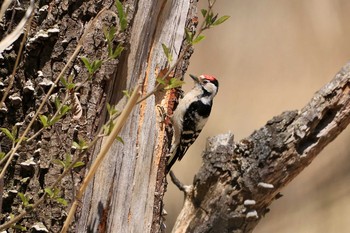 Lesser Spotted Woodpecker 呼人探鳥遊歩道 Mon, 5/13/2019