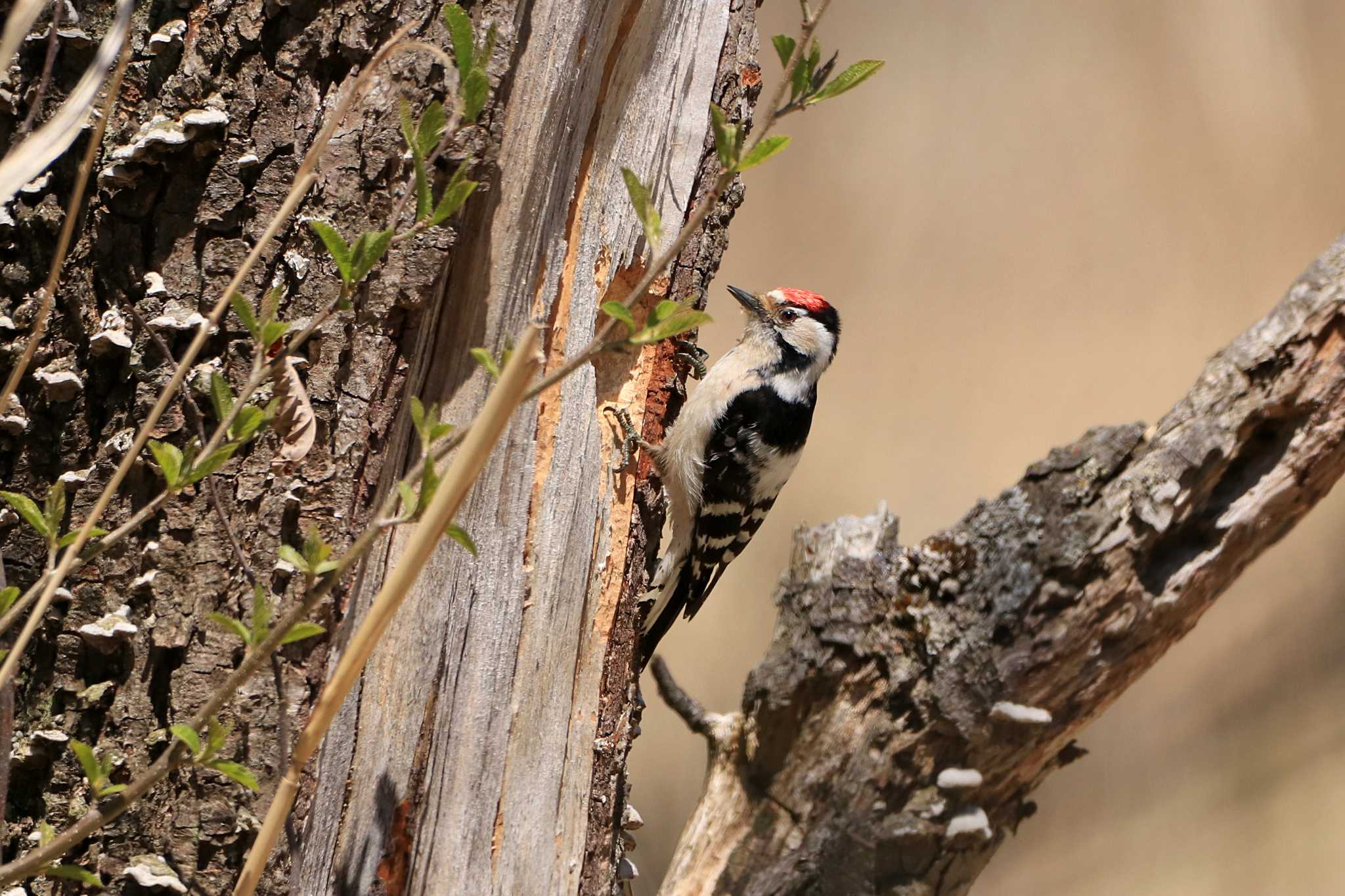 Photo of Lesser Spotted Woodpecker at 呼人探鳥遊歩道 by とみやん