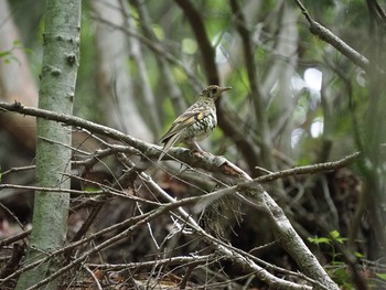 Wed, 6/17/2020 Birding report at Hinohara Tomin no mori