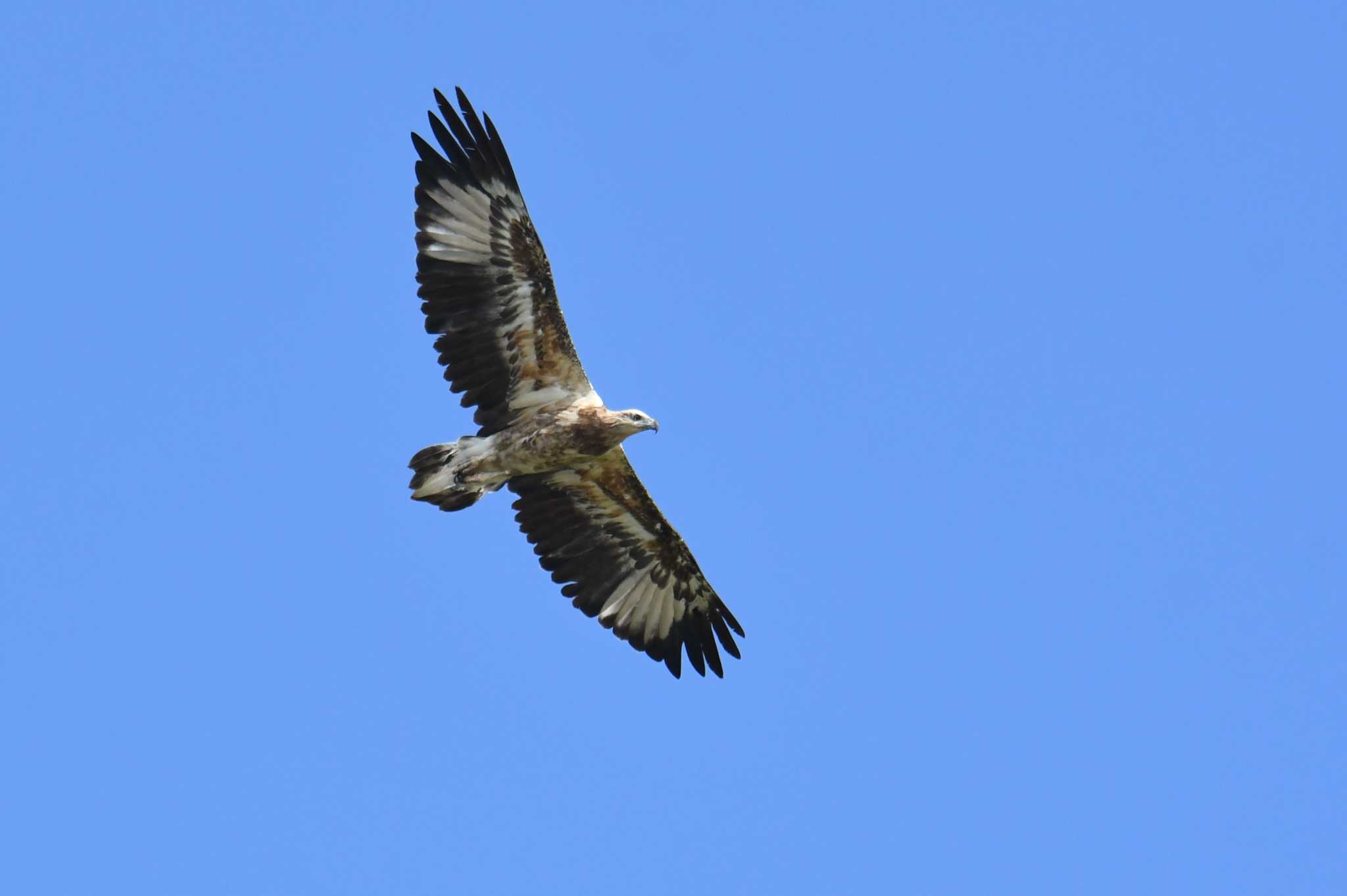 White-bellied Sea Eagle