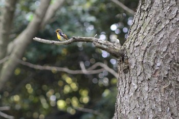 キビタキ 池上本門寺 2016年4月27日(水)