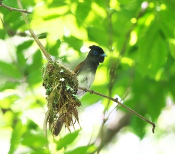 サンコウチョウ 東京都多摩地域 2020年6月15日(月)