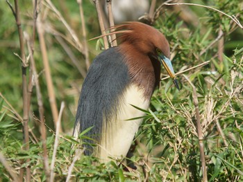 2019年6月16日(日) さぎ山の野鳥観察記録