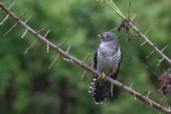 Oriental Cuckoo 大阪府 Thu, 9/17/2015