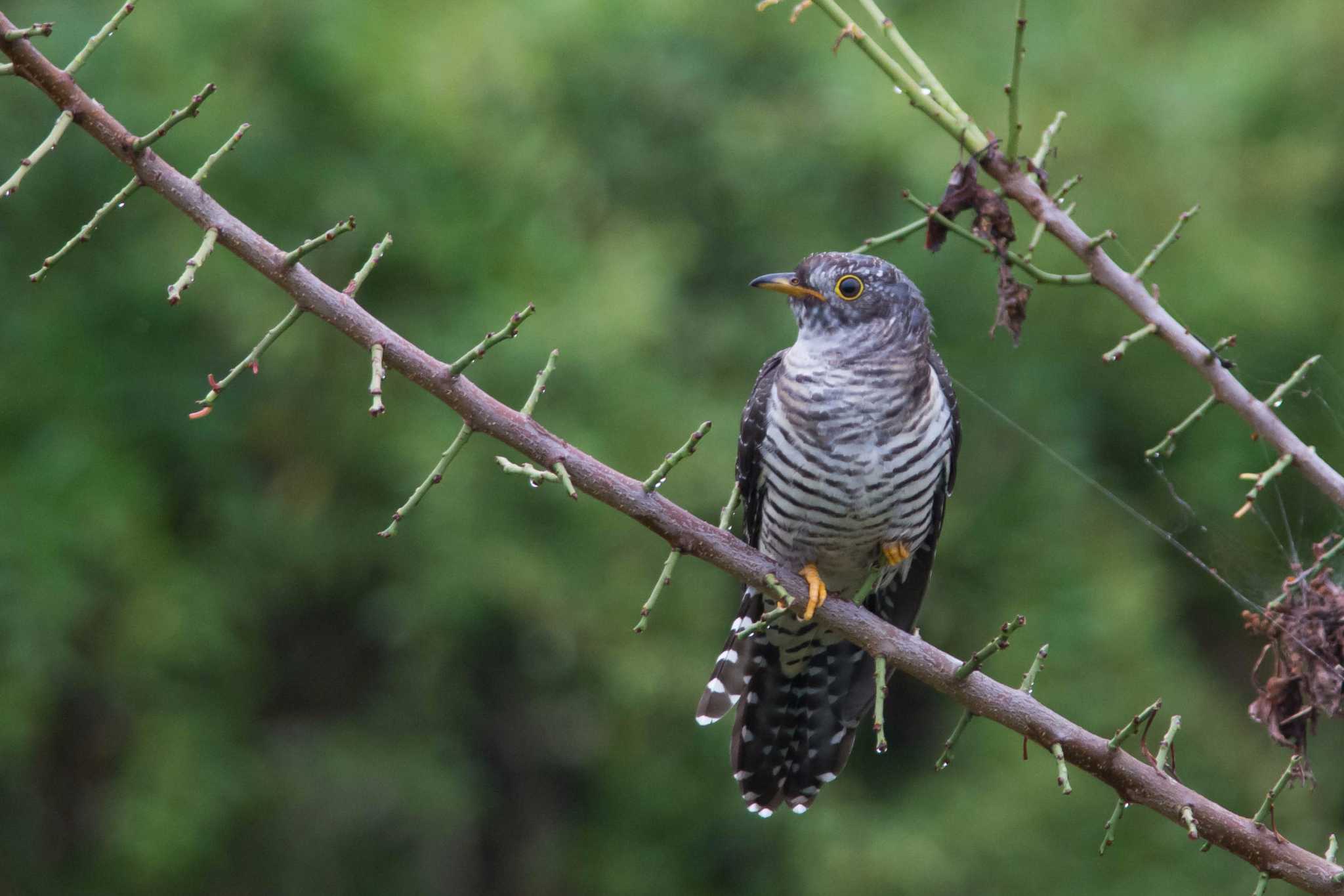 Photo of Oriental Cuckoo at 大阪府 by Tanago Gaia (ichimonji)