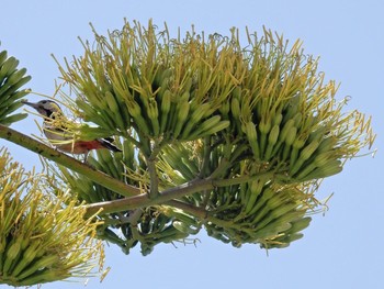 2020年6月17日(水) Tel Aviv, Israel の野鳥観察記録