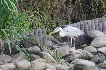 アオサギ 加古郡稲美町 2020年6月17日(水)