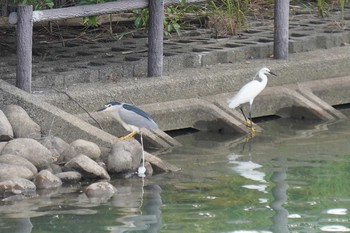 ゴイサギ 加古郡稲美町 2020年6月17日(水)