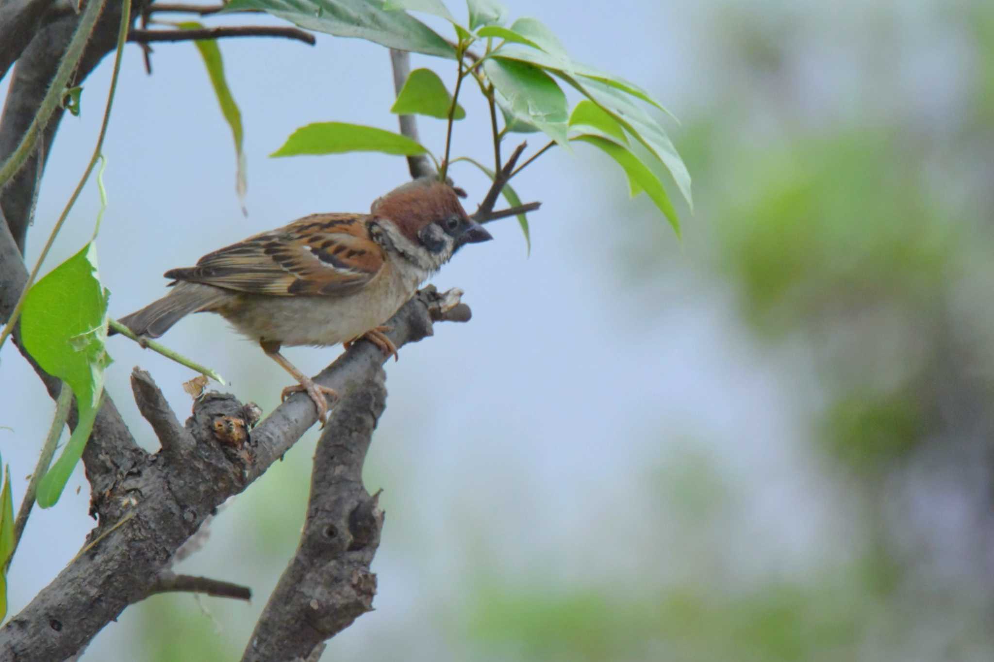 Photo of Eurasian Tree Sparrow at 堺浜 by Daguchan