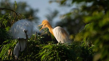 Eastern Cattle Egret 埼玉県 Wed, 6/17/2020