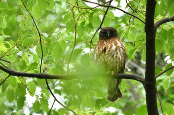 Northern Boobook Unknown Spots Sat, 6/13/2020