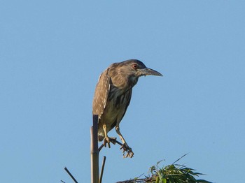 Black-crowned Night Heron 埼玉県 Wed, 6/17/2020