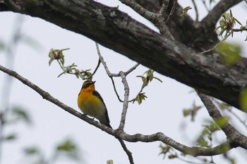 キビタキ 滋賀県 2016年4月24日(日)