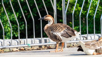 サカツラガン 大池親水公園 2020年6月17日(水)