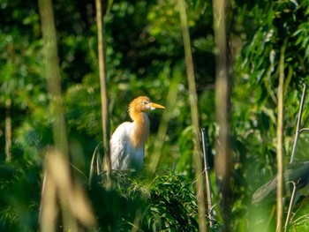 Eastern Cattle Egret 埼玉県 Wed, 6/17/2020