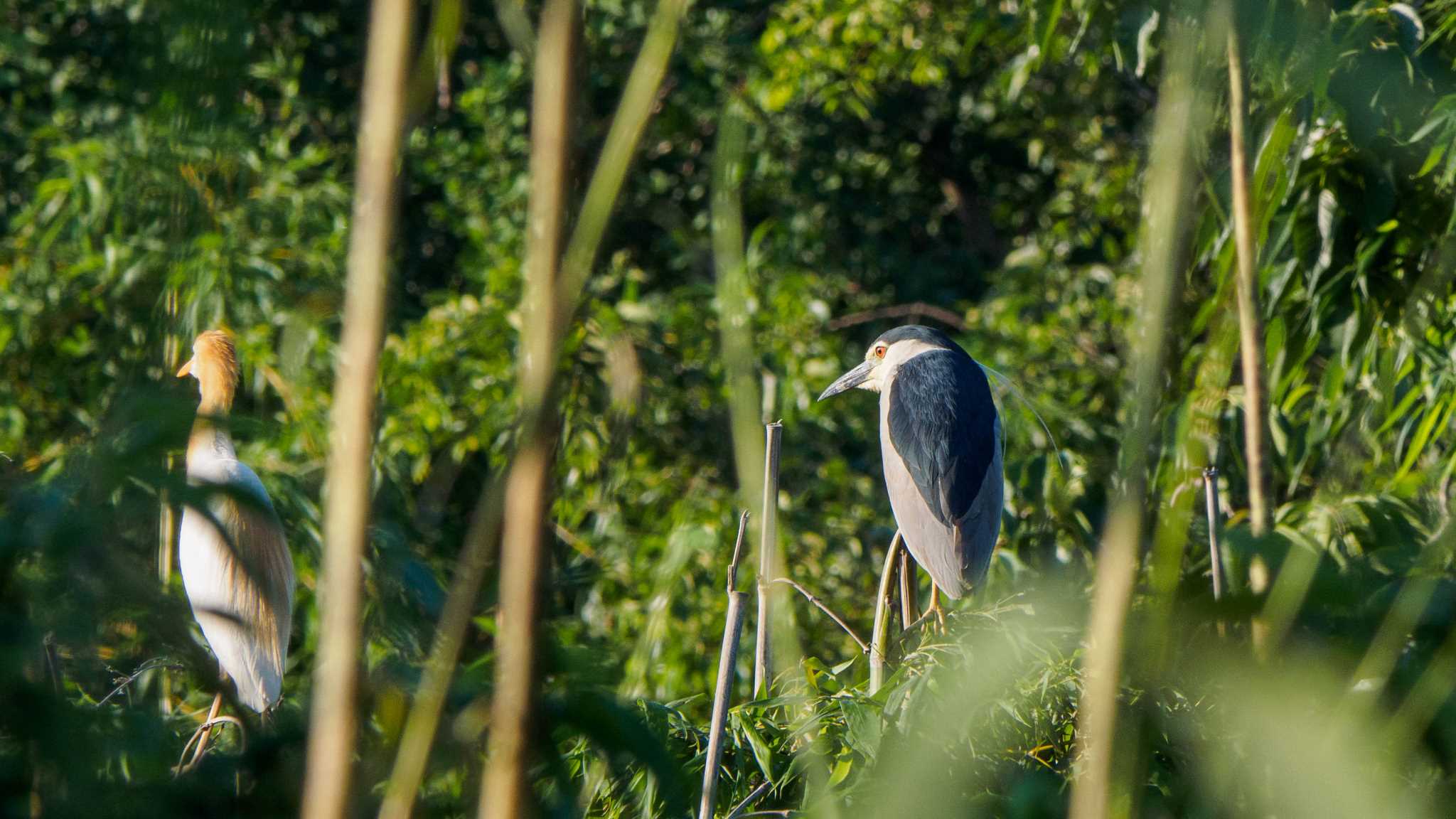 Photo of Black-crowned Night Heron at 埼玉県 by Tosh@Bird