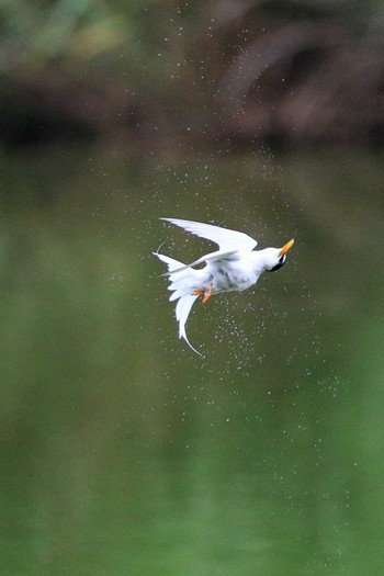 Little Tern 城北公園 Thu, 6/18/2020