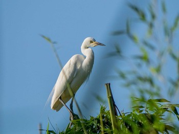 Medium Egret 埼玉県 Wed, 6/17/2020