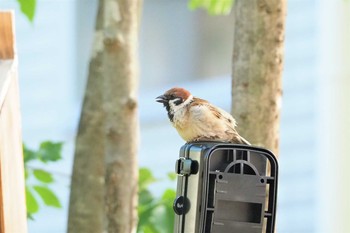 Eurasian Tree Sparrow 栃木県小山市 Wed, 6/17/2020