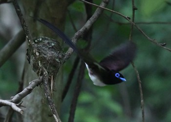 Black Paradise Flycatcher Unknown Spots Thu, 6/18/2020