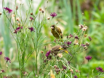 Grey-capped Greenfinch 柏尾川 Tue, 6/16/2020