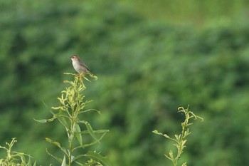 セッカ 多摩川 2020年6月18日(木)