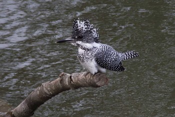 Crested Kingfisher 兵庫県 Wed, 4/6/2016