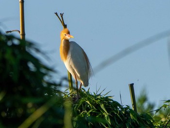 Eastern Cattle Egret 埼玉県 Wed, 6/17/2020