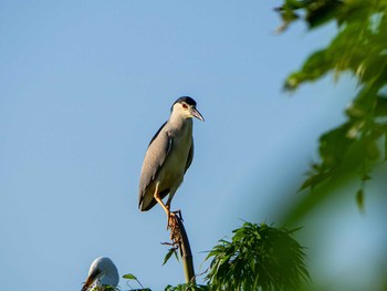 Black-crowned Night Heron 埼玉県 Wed, 6/17/2020