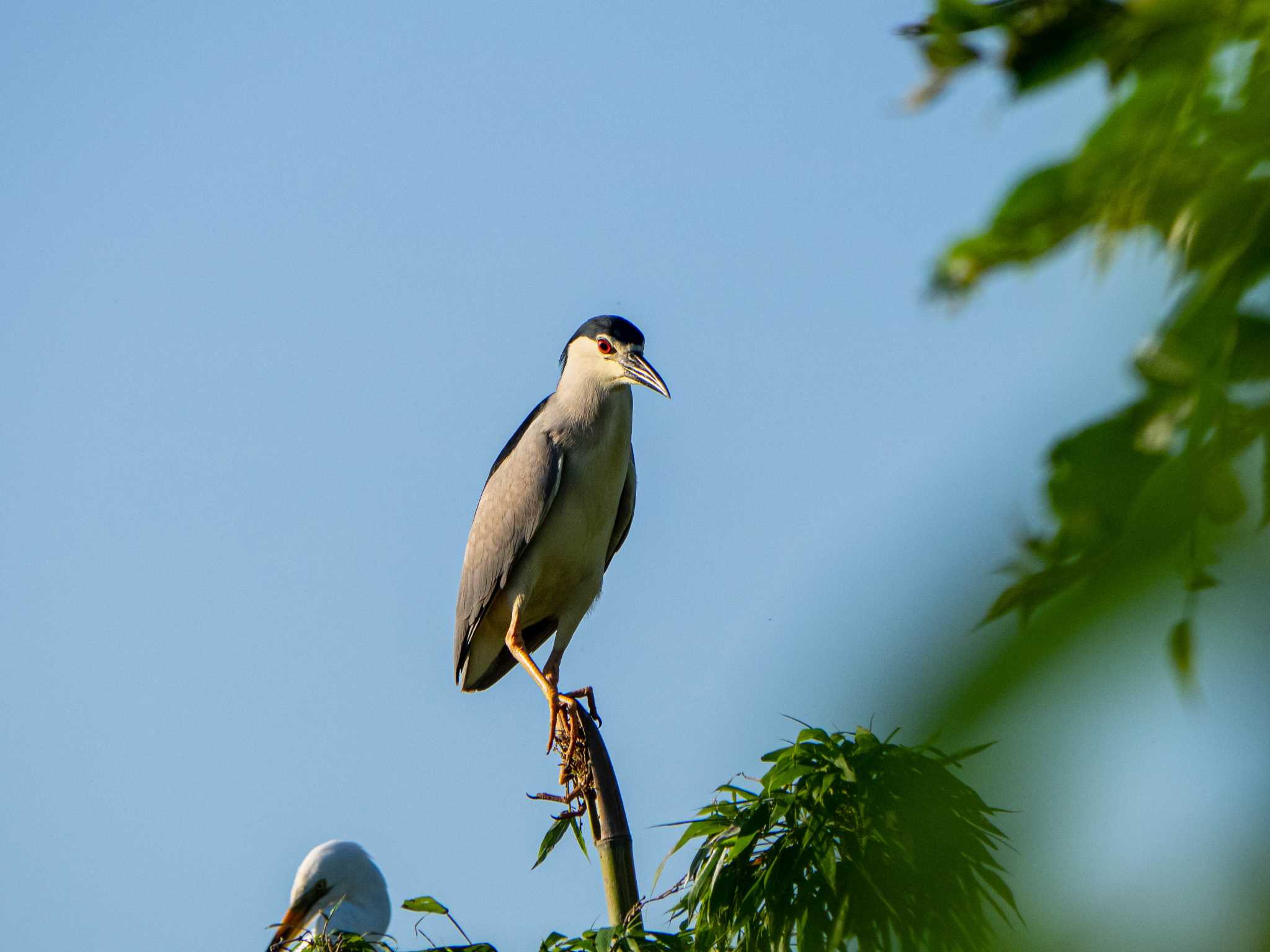 埼玉県 ゴイサギの写真 by Tosh@Bird