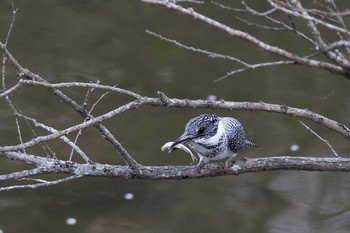 Crested Kingfisher 兵庫県 Wed, 4/6/2016