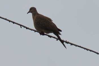 Spotted Dove Ayutthaya Tue, 6/16/2020