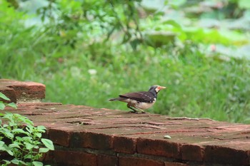 Siamese Pied Myna Ayutthaya Tue, 6/16/2020