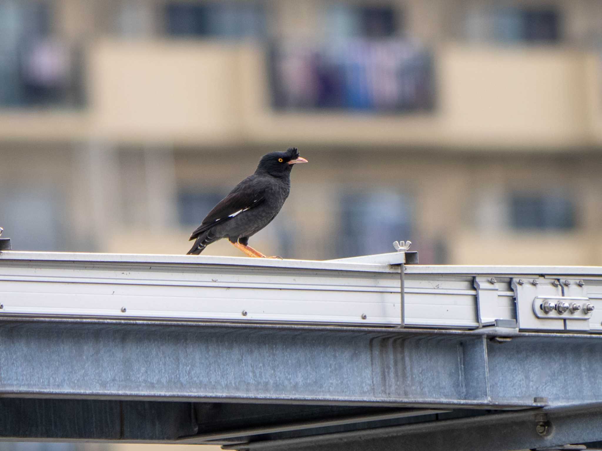 Photo of Crested Myna at 横浜市栄区 by Tosh@Bird