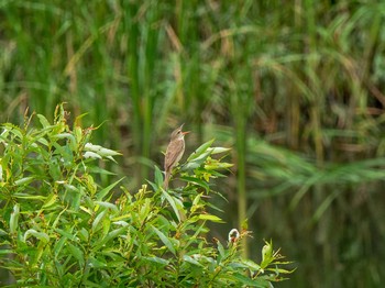 Oriental Reed Warbler 金井遊水地(金井遊水池) Tue, 6/16/2020