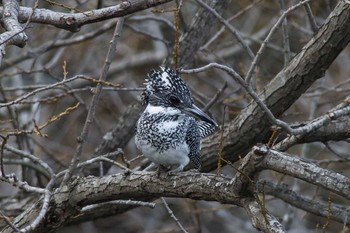 Crested Kingfisher 兵庫県 Wed, 4/6/2016